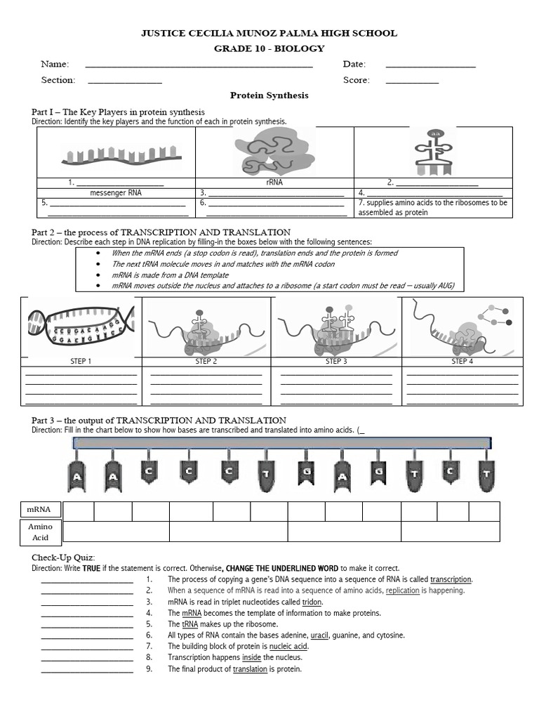 Protein Synthesis Overview for Grade 10 | PDF | Translation (Biology ...