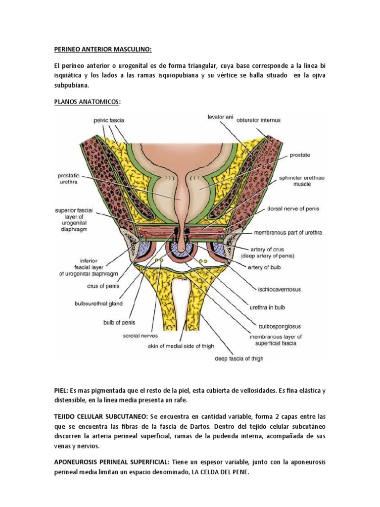 Anatomía del Perineo Anterior Masculino | PDF | Pelvis | Anatomía de ...