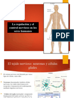 Sistema Nervioso - 2 Parte