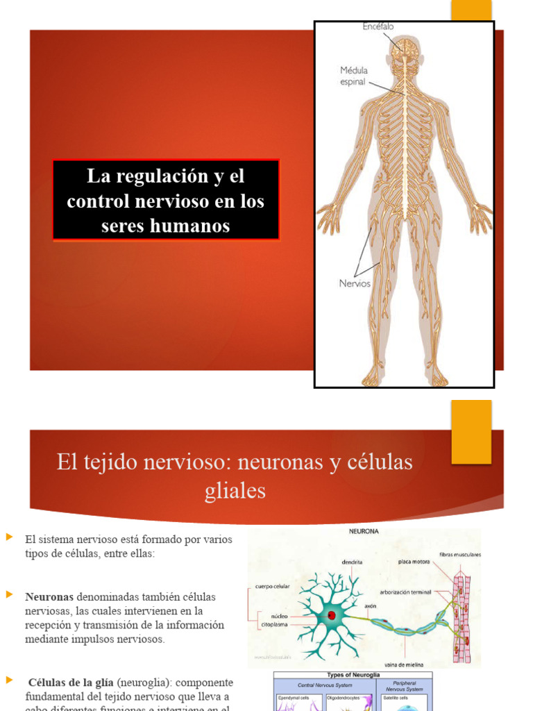 Sistema Nervioso 2 Parte Pdf Sistema Nervioso Sinapsis