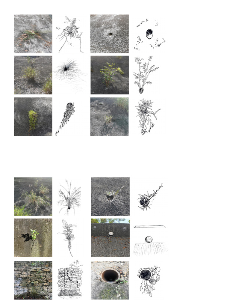 Collection | PDF
