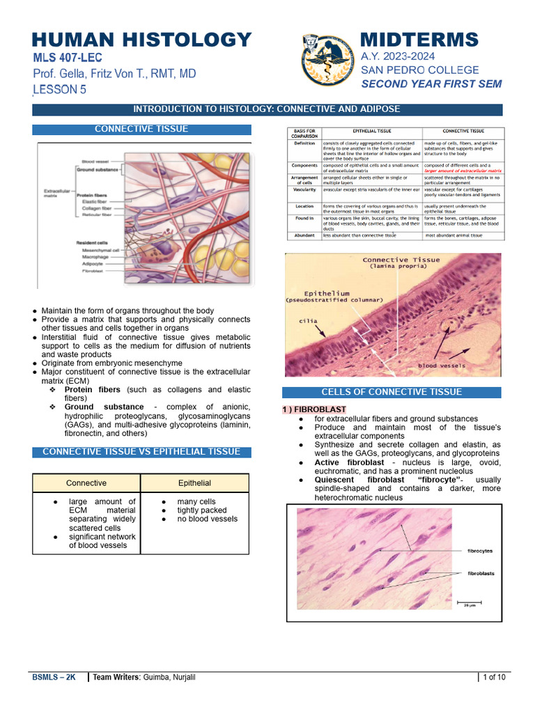 WEEK 5 Connective and Adipose - Docx 1 | PDF | Connective Tissue ...