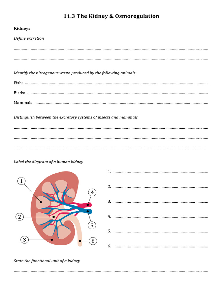 Topic 11.3 Worksheet | PDF | Urine | Biology