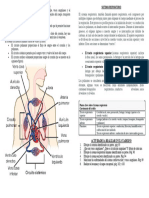 Sistema Circulatorio