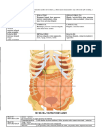 Anatomia 3