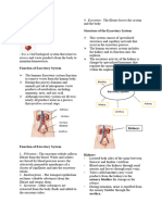 Excretory System 2.0