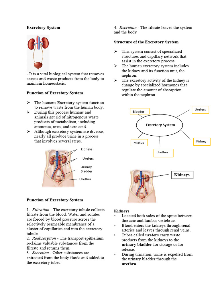 Excretory System 2.0 | Download Free PDF | Kidney | Genitourinary System