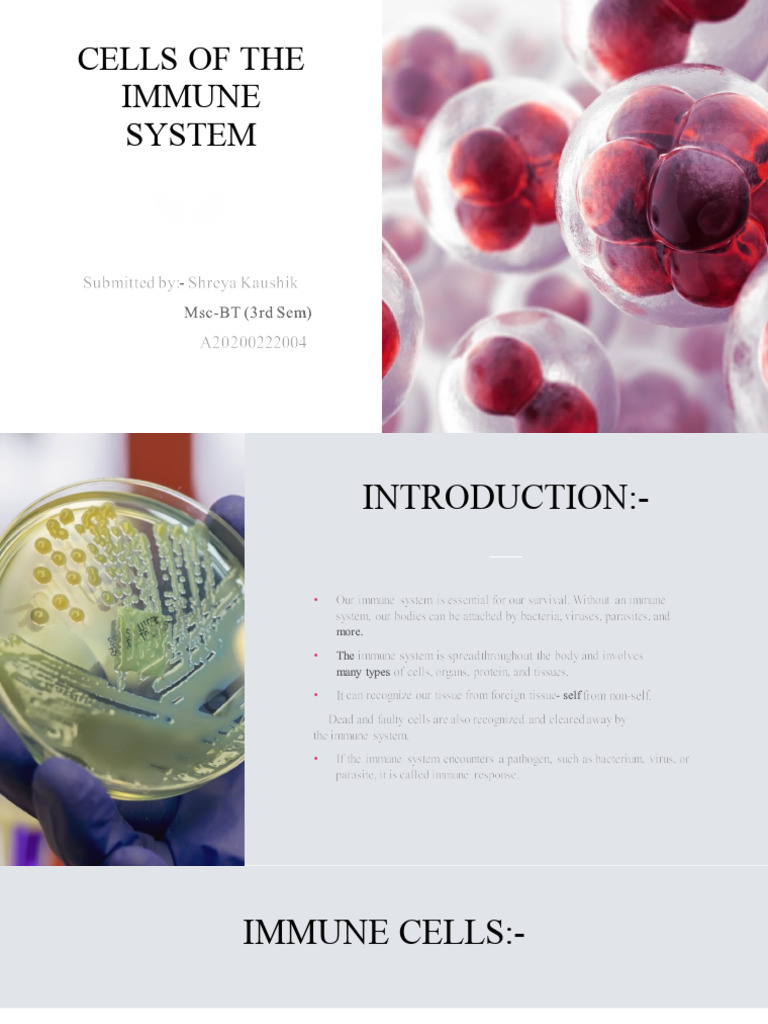 Overview of Immune System Cells | PDF | White Blood Cell | Granulocyte