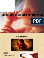 Etapas de Un Embrion