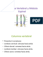 Med Espinal y Nervios Espinales