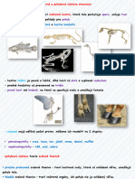 Oporná A Pohybová Sústava Stavovcov