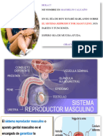 Aparato Reproductor Masculino