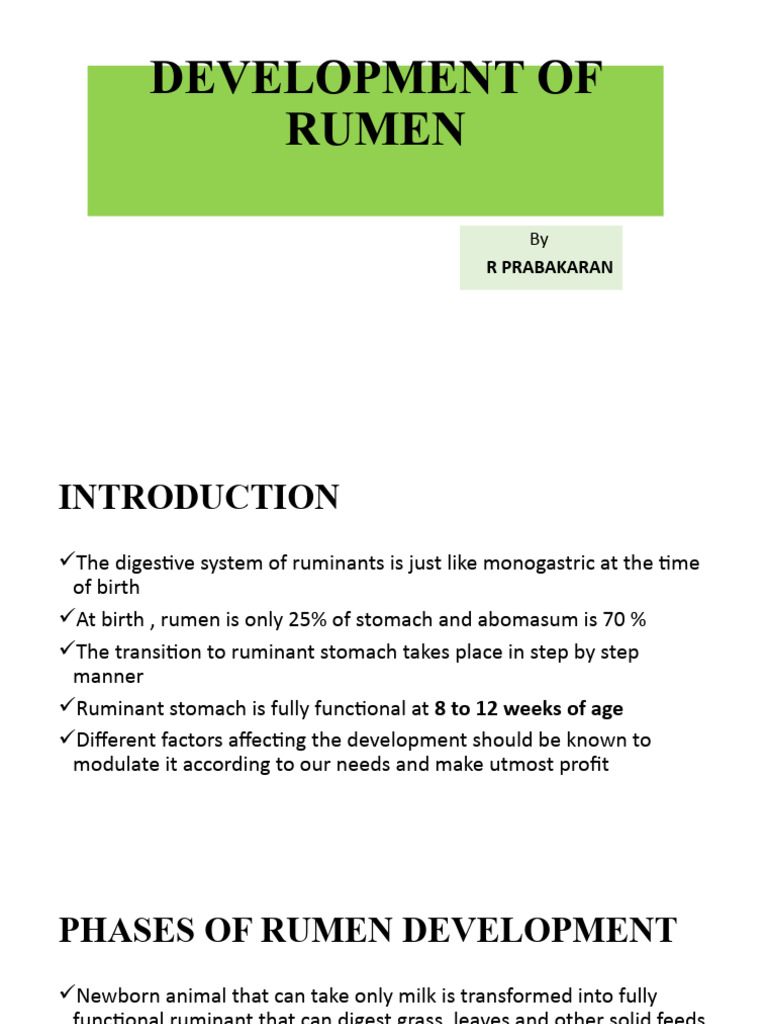 Rumen Development in Calves | PDF | Digestion | Ruminant