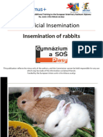 01 Insemination of Rabbits