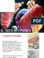 Il Mitocondrio