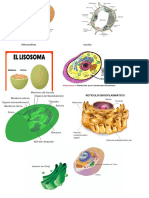 biologia2do ``C``