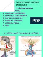 Sistema Endocrino 2