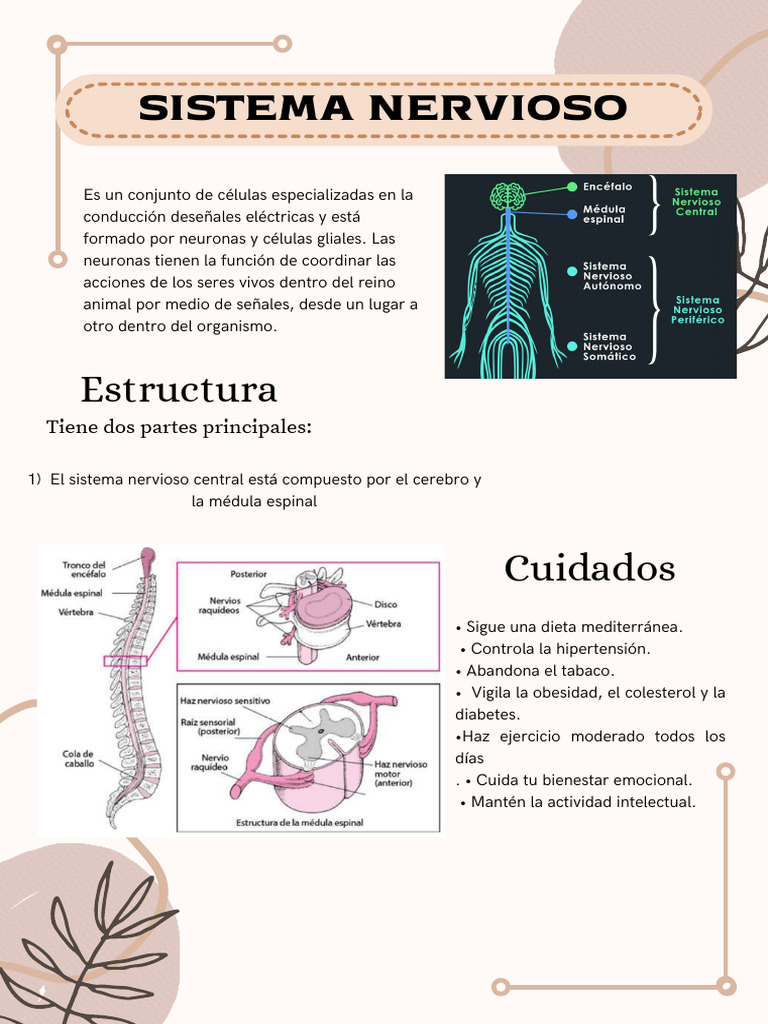 Estructura y funciones del sistema nervioso | PDF | Sistema nervioso ...