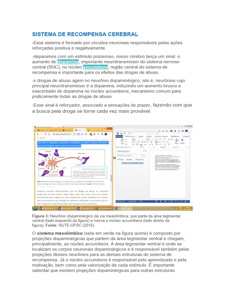 Mecanismos do Sistema de Recompensa Cerebral | PDF | Neurociência | Cérebro
