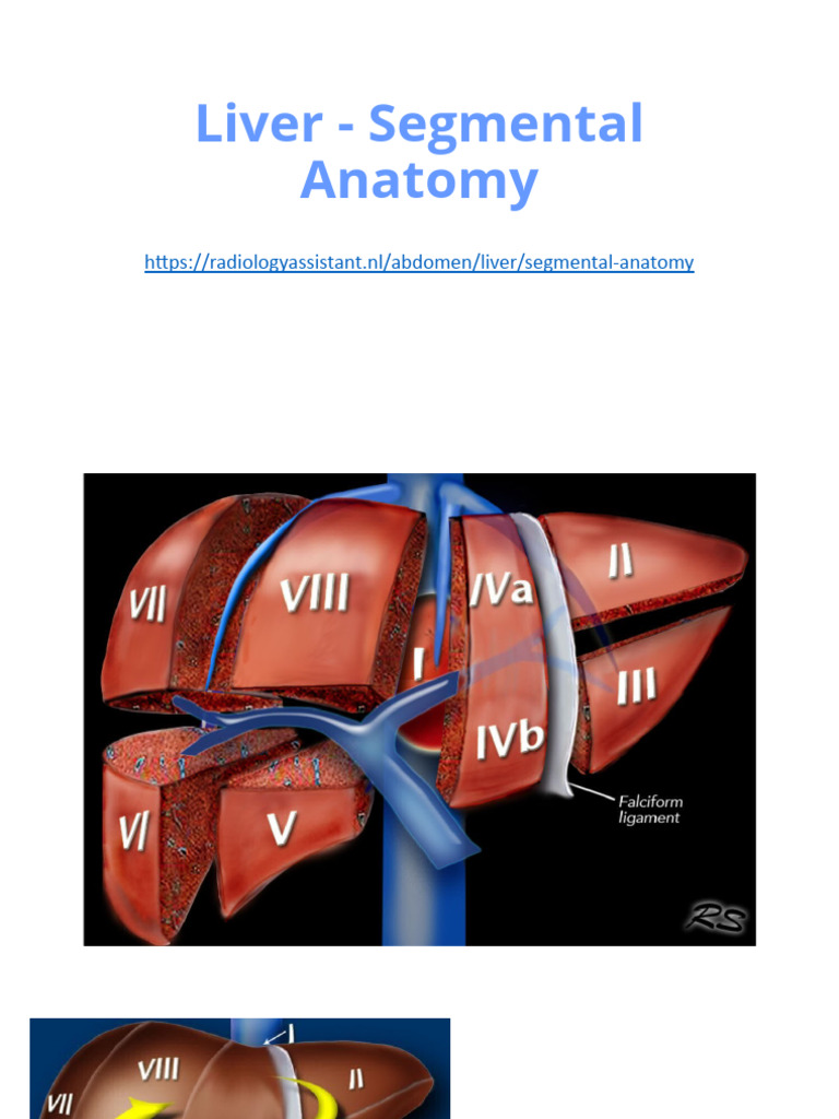Liver Segmental Anatomy Overview | PDF