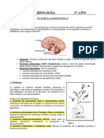 Glándulas Endocrinas 3° Año