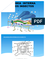 Tema 3. Anatomia Interna