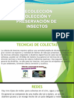 Tema 1. Colección y Montaje de Insectos