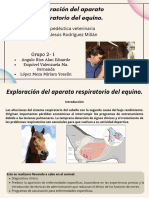 Exploración Aparato Resp. Caballo