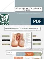 Anatomia Vulva, Perine y Vagina