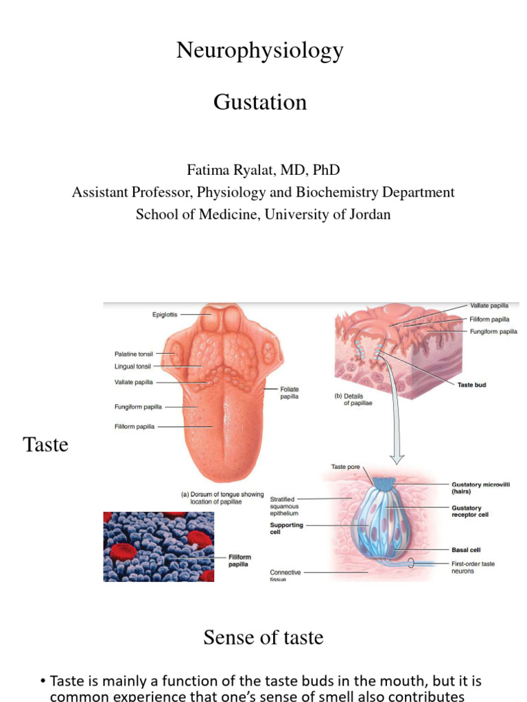 Gustation | PDF | Taste | Senses