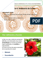 Clase 202019 Anatomia Flor