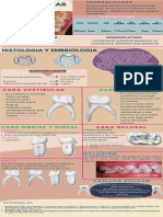 Infografia Primer y Segundo Molar Mandibular-Infantiles