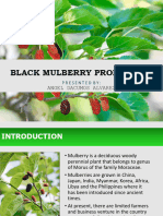 Black Mulberry Project Proposal Presentation