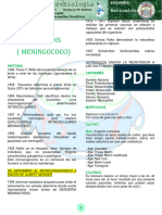 Neisseria Meningitidis (Meningococo) : Reticulocitos