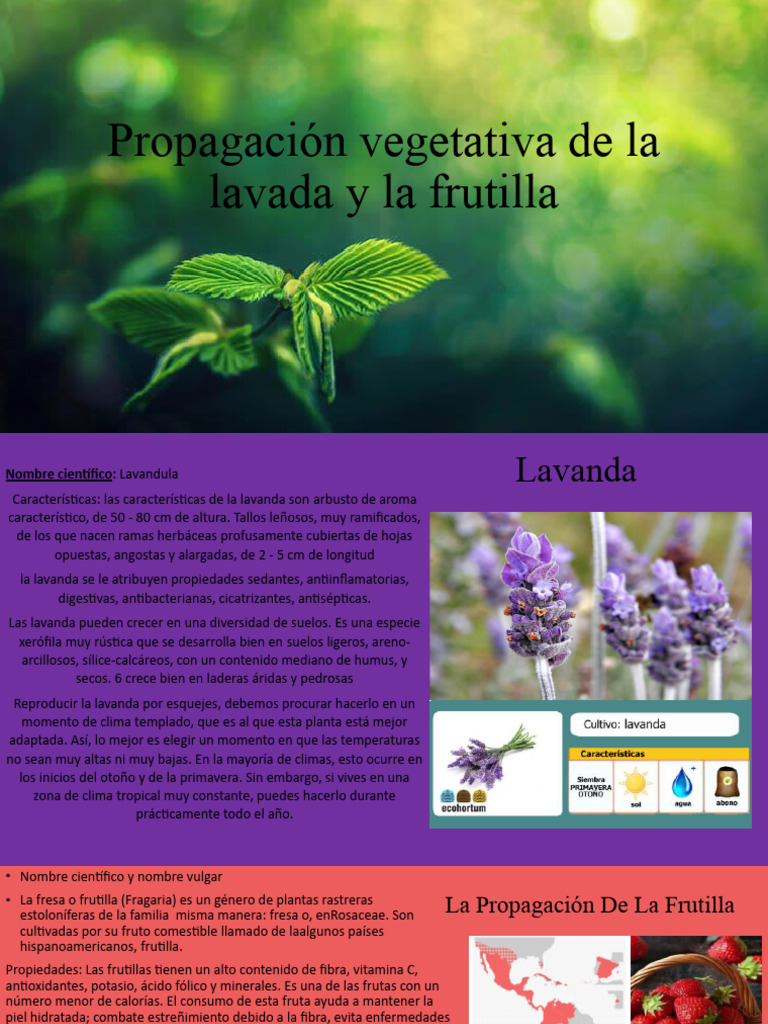 Propagación Vegetativa | Descargar gratis PDF | fresa | Plantas
