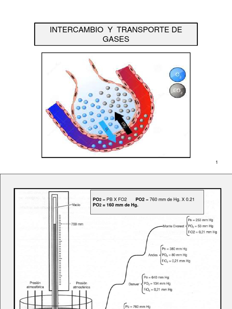 Intercambio y Transporte de Gases | PDF | Hemoglobina | Difusión