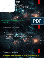 Clase de Antomia Sistema Reticular 2023