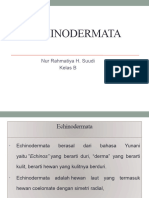 Echinodermata - Nur Rahmatiya H Suudi Kelas B