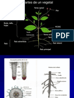 Anatomia Vegetal