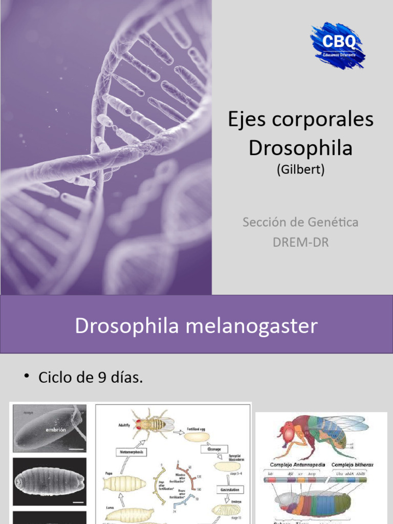 5 Drosophila | PDF | Drosophila melanogaster | Traducción (biología)