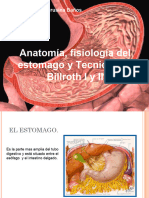 Anatomía Del Estómago