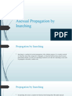 Asexual Propagation by Inarching