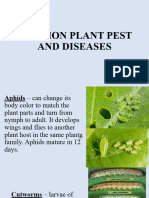 Common Plant Pest and Diseases
