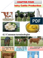 Chapter 4-6 Dairy - Beef and Shoat