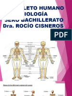 Esqueleto Humano Exposición