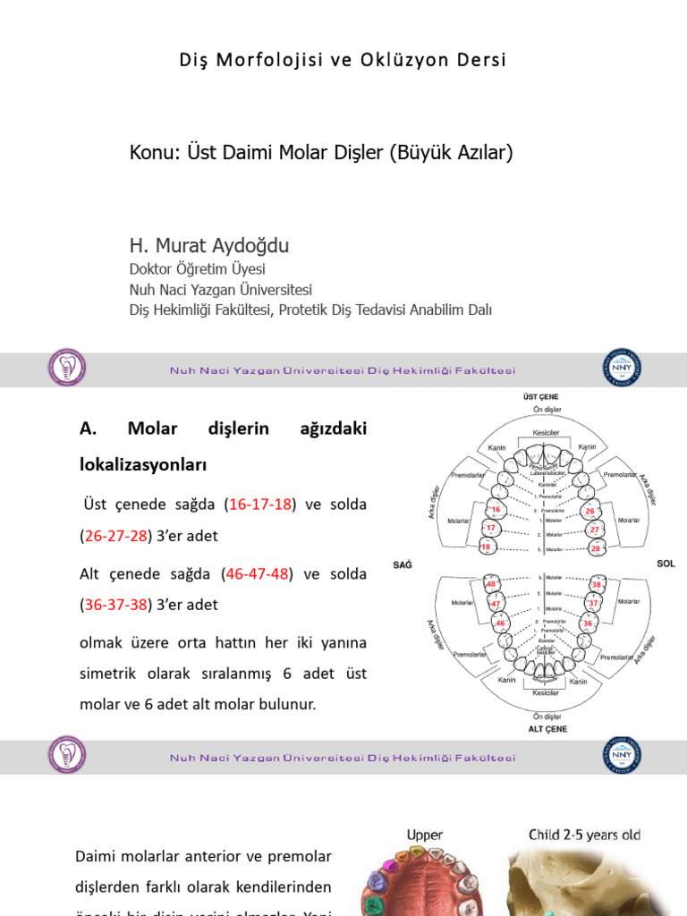 Üst Daimi Molarlar Ders Notu | PDF