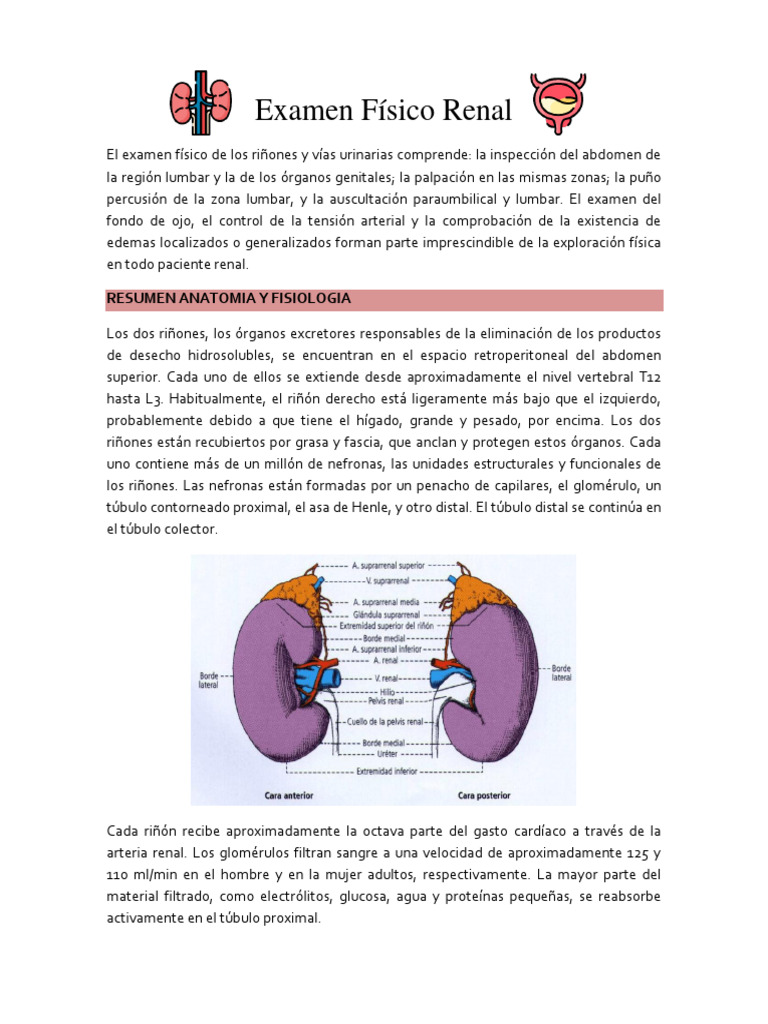 Examen Físico Renal | PDF | Riñón | Abdomen