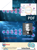 Ciclo Celular-Mitosis y Meiosis 2