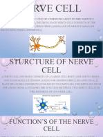 Nerve Cell Presentation by Adwiti