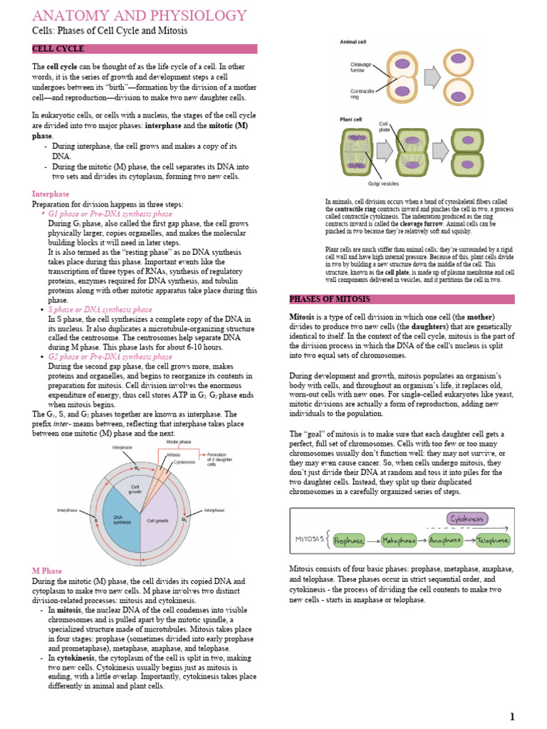 Cell Cycle and Mitosis Overview | PDF | Mitosis | Microtubule